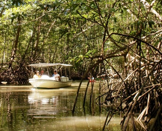 Damas Island Mangrove Boat Tour