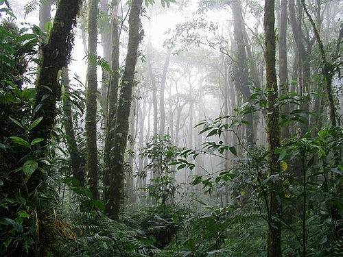 monteverdereservecostarica